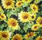 Preview: Sunflower splash
