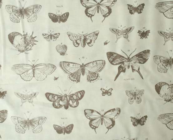 Papillon