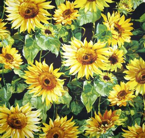 Sunflower splash