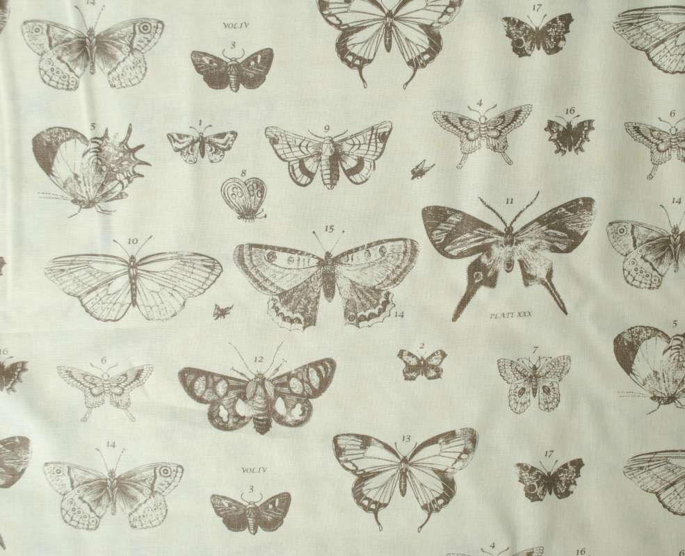 Papillon