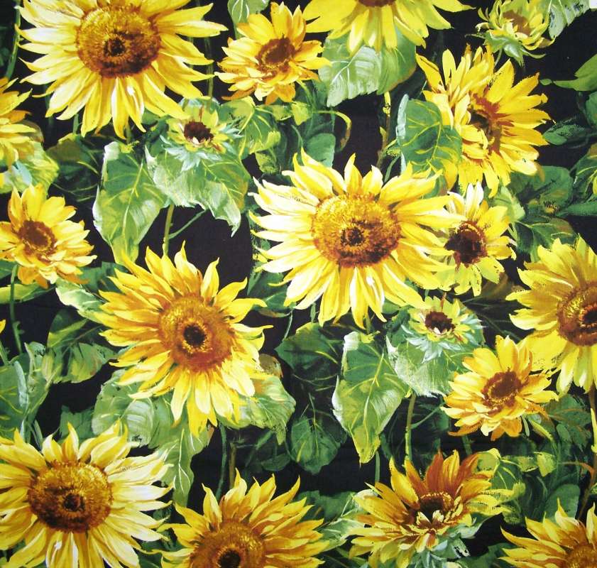 Sunflower splash