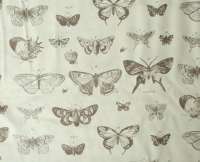 Papillon
